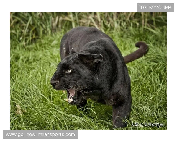 黑豹表现不佳，进攻端急需调整，黑豹必杀技有哪些